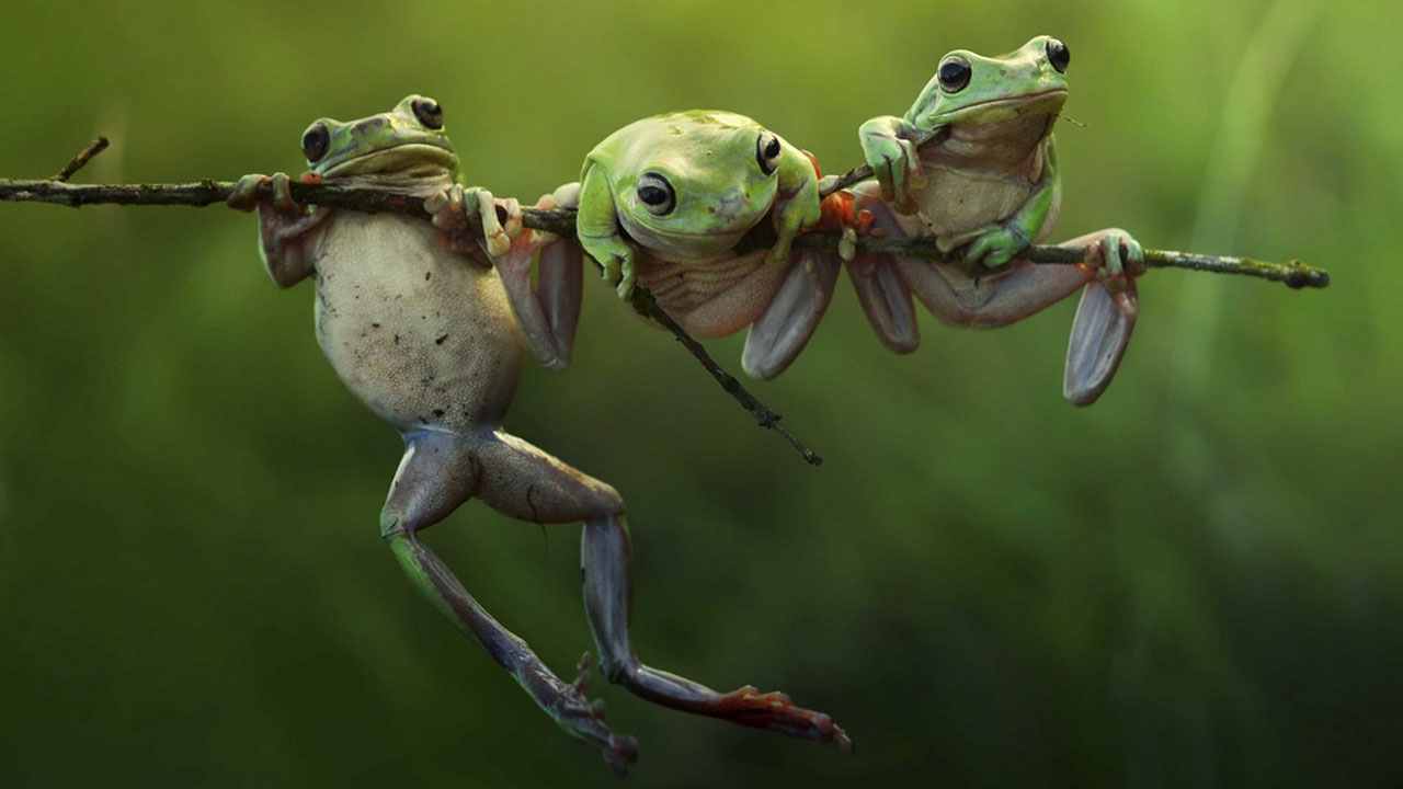 Judas: Cuando el arte comenta la Escritura